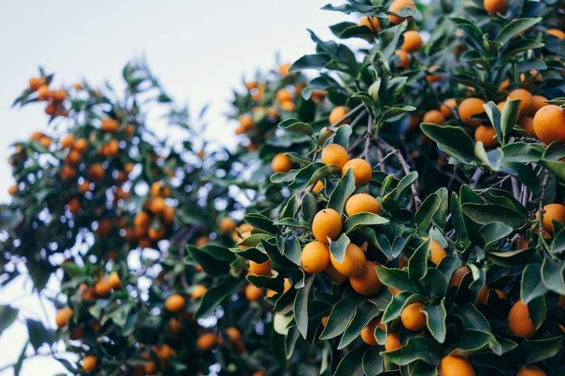Livraison de paniers de fruits aux particuliers